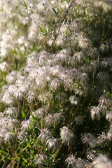 Canvas Print - A field of flowers with a lot of white flowers. The flowers are scattered all over the field