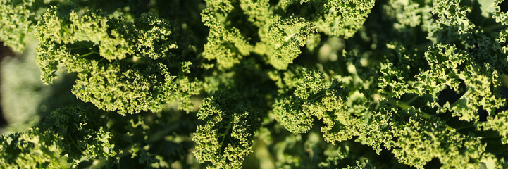 Poster - A close up of green leaves of a plant. The leaves are very green and have a fresh, healthy appearance