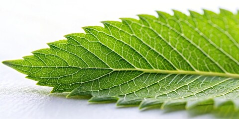 Wall Mural - Closeup shot of serrated leaf with isolated white background