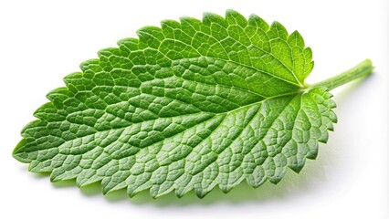 Wall Mural - Fresh green lemon balm leaf on white background
