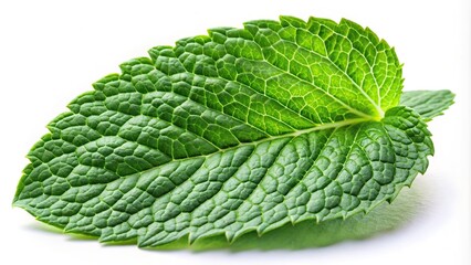 Wall Mural - Fresh mint leaves isolated on white background