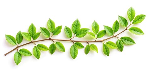 Wall Mural - Symmetrical green twig with leaves on white background