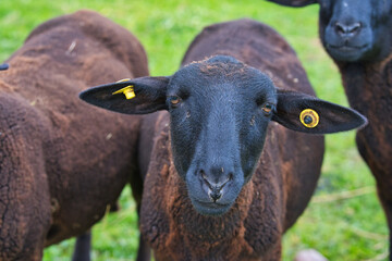 Close up of a black sheep in a pasture.