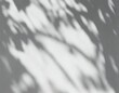 © Евгения Жигалкина - Soft, abstract shadows of leaves and branches overlay a blurred, light background, creating a serene interplay between light and natural forms. Gentle silhouettes evoke the essence of nature’s peacefu