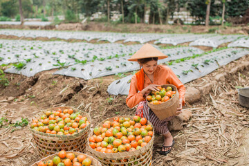 A dedicated farmer gathers ripe and juicy citrus fruits in a colorful and vibrant field