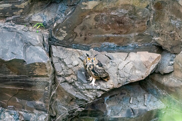 Wall Mural - A Rock eagle owl perched on a ledge in a creek on the outskirts of Bhigwan, Maharastra