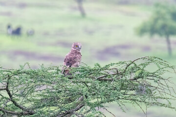 Wall Mural - A short-toed snake eagle perched on top of a thorny tree branch in the grasslands of Bhigwan, Maharastra