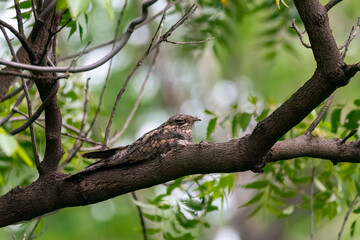 Wall Mural - A jungle nightjar resting on a tree branch on the outskirts of Bhigwan, Maharstra