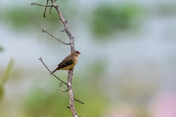 Wall Mural - A group of red munia aka red avadavat perched on a small twig close to a water body on the outskirts of Bhigwan, Maharastra