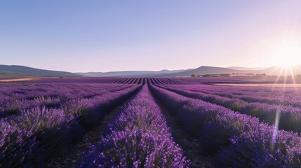 Poster - A tranquil view of the lavender fields in Provence with endless rows of purple flowers stretching to the horizon under a clear, sunny sky, rural setting with vibrant purples and greens