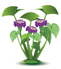 Wall Mural - Water hyacinth has purple flowers on white background vector design