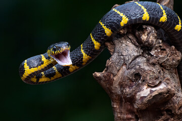 Wall Mural - The gold-ringed cat snake in attacking position