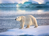 Large white polar bear on an ice floe in arctic landscape