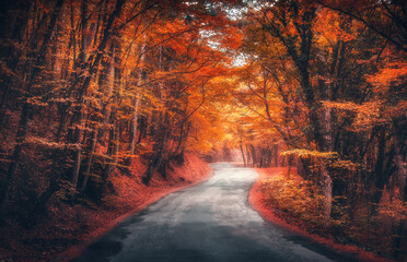 Wall Mural - road in fairy autumn forest in fog. trees with red and yellow foliage in fall. dreamy landscape with