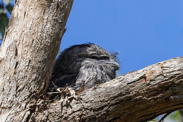 Wall Mural - Australian Tawny Frogmouth sitting on nest high in gum tree