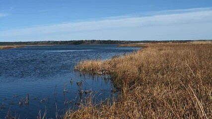 Wall Mural - Dry reeds and grass moving in the wind next to a small lake under a blue sky
