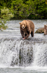 brown bear katmai national park
