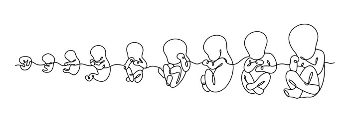 Wall Mural - Embryo development