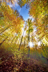 Wall Mural - the autumn sunlight is beautifully filtering through the colorful forest canopy above