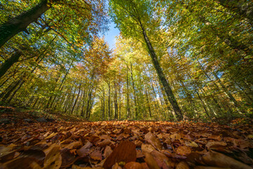 Wall Mural - the view of a golden autumn forest filled with colorful and vibrant foliage is truly stunning