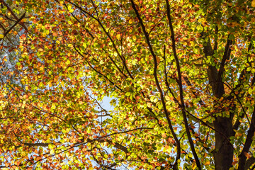 Wall Mural - Colorful autumn foliage stands out against a clear blue sky, creating a stunning scene