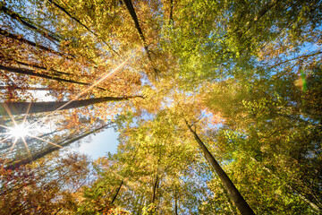 Wall Mural - gazing upward through the colorful autumn trees in a lush, vibrant forested environment