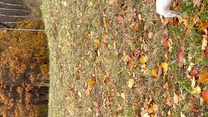 Poster - vertical video of happy jack russell dog running with toy ring on fallen leaves in autumn park