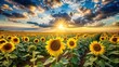 © Phetthanousack - Vast sunflower field with sunlight and clouds