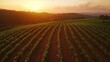 © Puttipong - Sunset Over Lush Green Cornfield Landscape