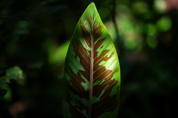 Wall Mural - green leaf on the tree in the garden with sunlight. nature background