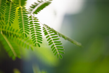 Wall Mural - green leaf on the tree in the garden with sunlight. nature background