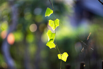 Wall Mural - green leaf on the tree in the garden with sunlight. nature background