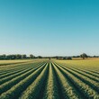 © logyartstudios - A vast field of green crops stretches out under a clear blue sky.
