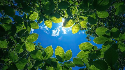 Poster - blue sky with white clouds and sunlight shining through green leaves creates bright natural scene.image