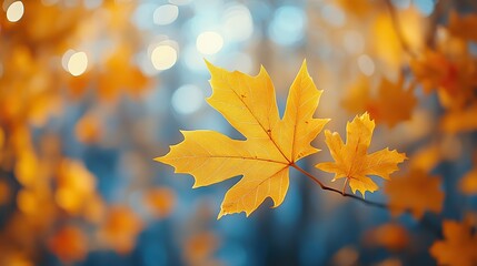 Aufkleber - close-up of golden and orange autumn maple leaves with blurred background, symbolizing the beauty of nature in the fall season.image