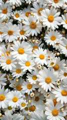 a large number of white daisies with yellow centers are arranged in a dense pattern against a large field