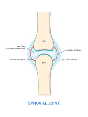 synovial joint structure diagram illustration. human medical science education