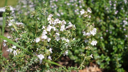 Black insect on Garden Thyme white flowers or Thymus vulgaris ,herb with fragrant foliage t's ideal for herb gardens but also works beautifully as a groundcover plant.