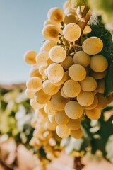 Canvas Print - White Grapes on Vine