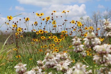 field of daisies