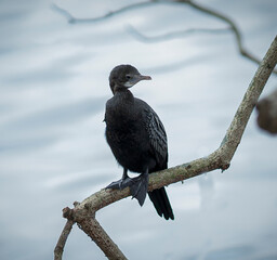 Bird on the tree