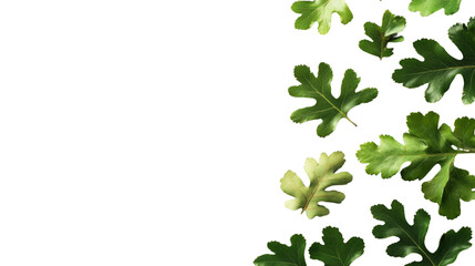 Poster - Green oak leaf branch isolated. png