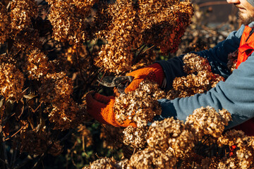 Wall Mural - A gardener wearing gloves trims wilted hydrangea flowers before winter