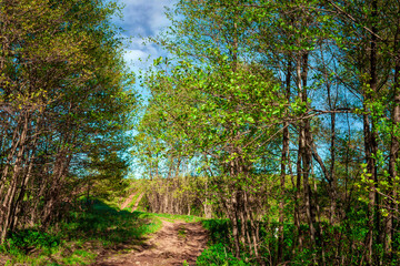 Landscape panorama of green forest and dirt road. The route is paved. Blue clouds in the sky. highway through the forest. Natural landscape.Postcard.For travel and nature trips.