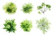 © Kristina - green grass isolated on white background, Set of watercolor tree top view for landscape plan and architecture layout