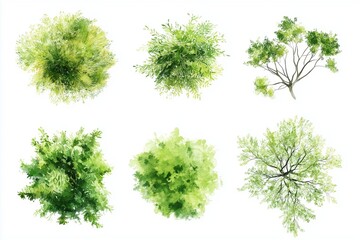 green grass isolated on white background, set of watercolor tree top view for landscape plan and arc