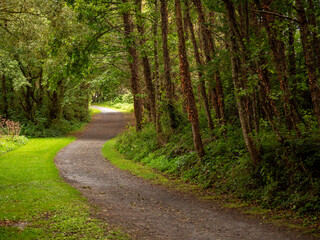 Wall Mural - A path through a forest with trees on both sides. The path is made of gravel and is surrounded by green grass. Scene is peaceful and serene, as the viewer is surrounded by nature