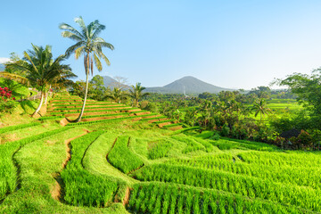 Awesome view of scenic rice terraces in Bali, Indonesia