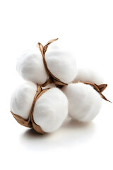 White cotton flower plant isolated on white background