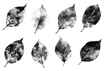 Canvas Print - A set of six black and white leaves, ideal for use in editorial or commercial contexts